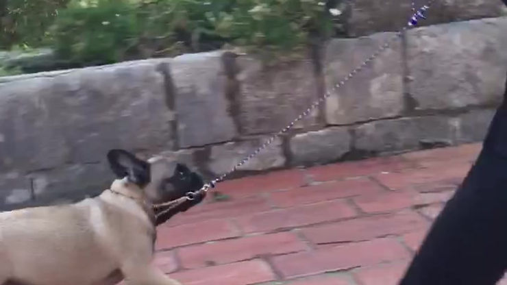 Lowie at 4 months old practicing for his first shows